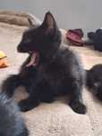 3 котенка девочки