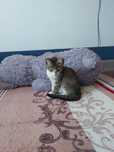 Котенок девочка 2,5 месяцев