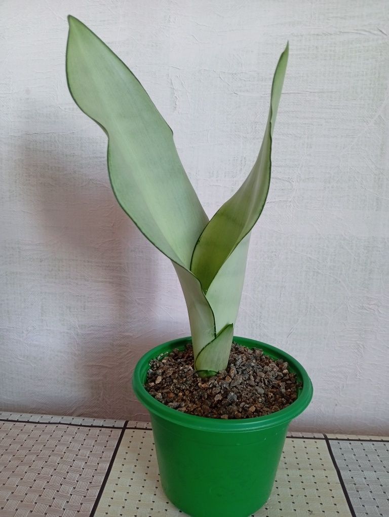 Хойя Мультифлора,Сансевиера Муншайн,Кротон