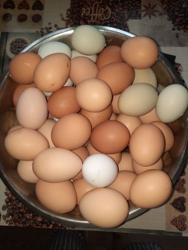 Продам домашние яйца, Москва