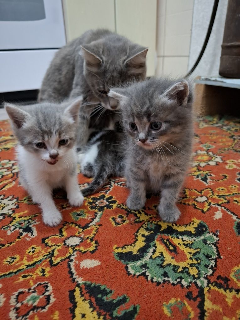 Котята в добрые руки