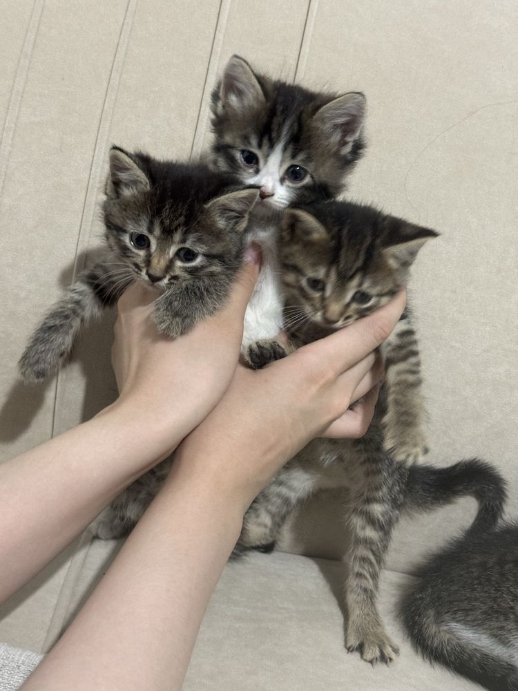 отдам в добрые руки котят