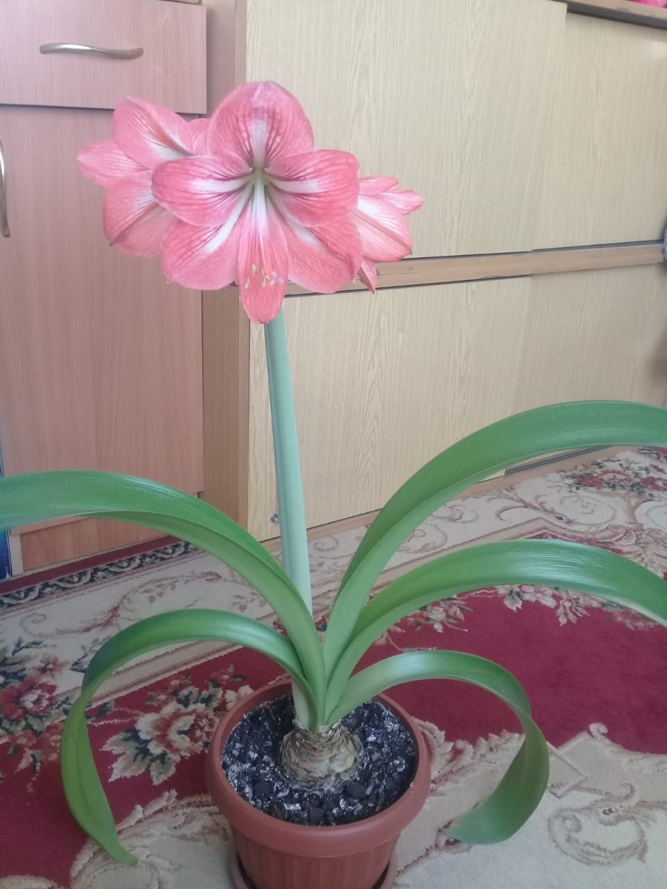 Продам отростки цветка амариллис