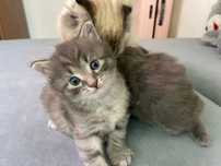 Продам самых лучших котят