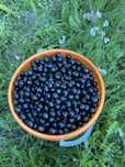 Продам дачную черную смородину