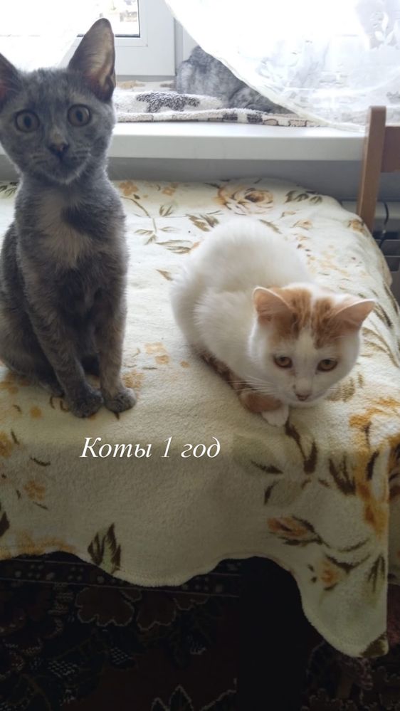 Кошки, коты, котята в добрые руки