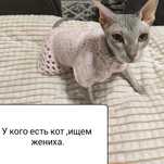 Вязка животных на нашей территории.