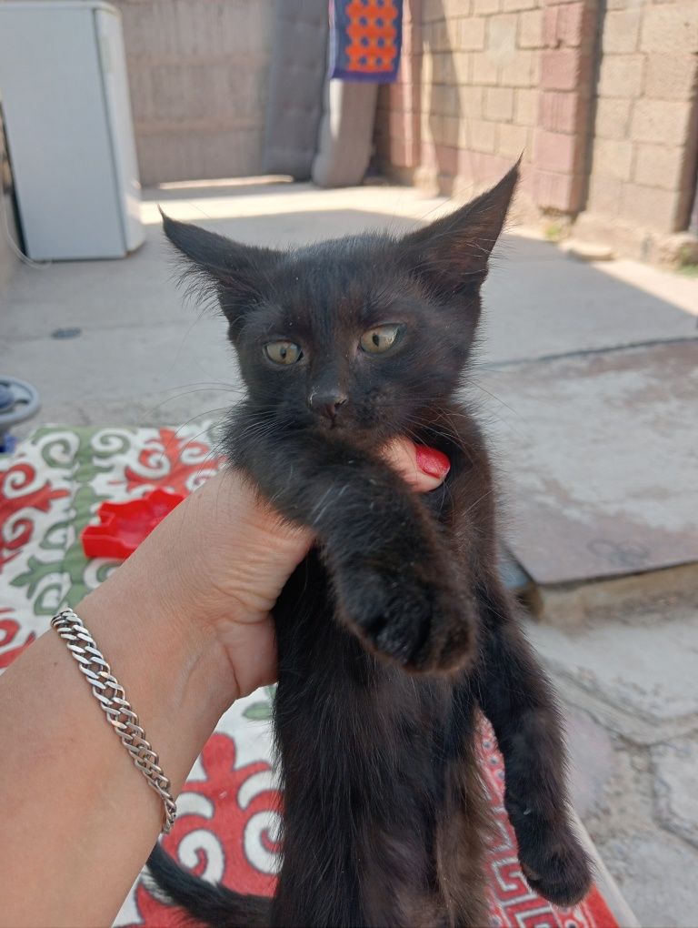 котëнок девачка чëрная