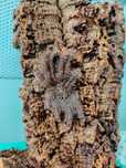 Н/о Avicularia rufa Peru