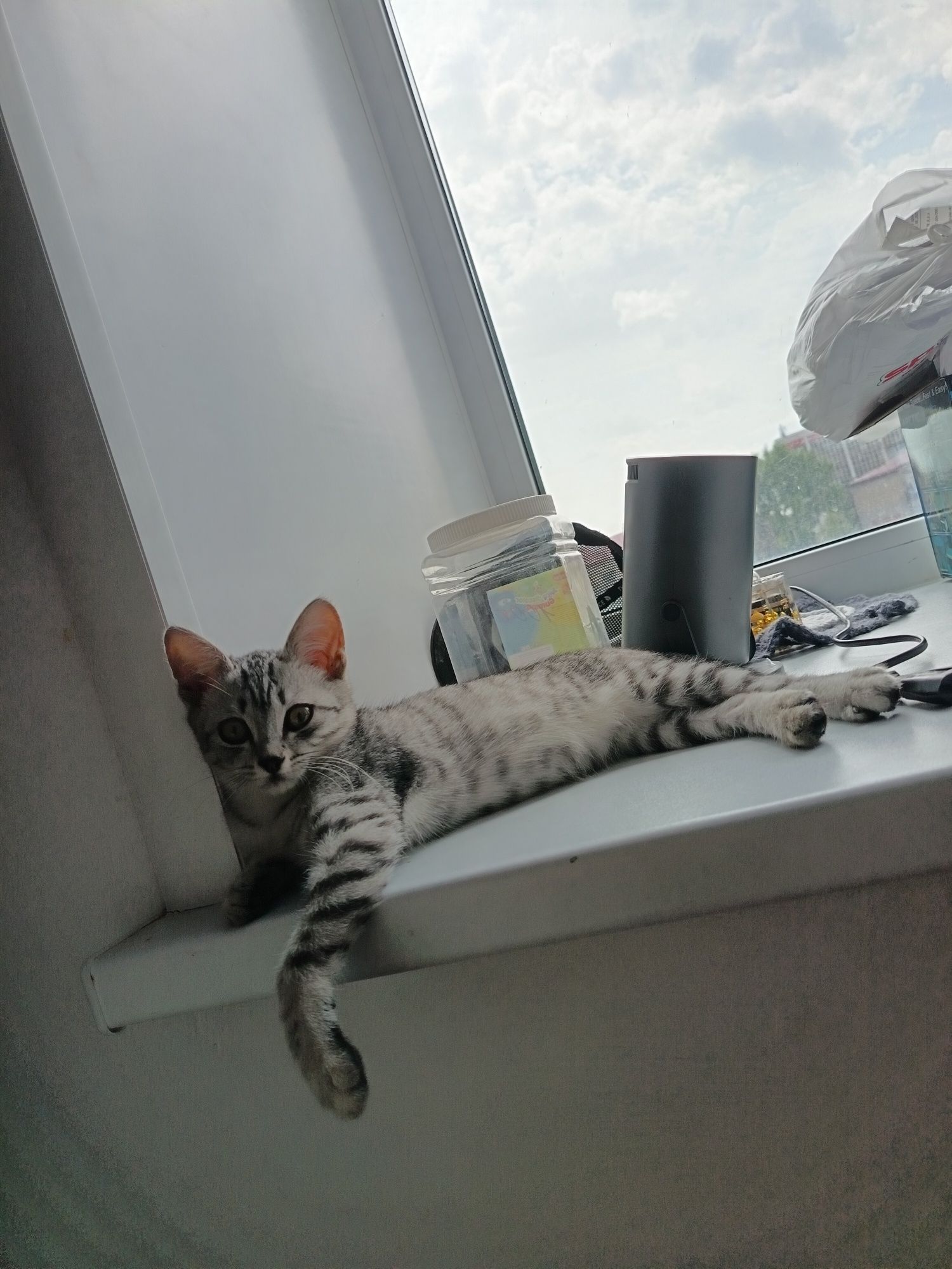 Отдам котенка смесь британца