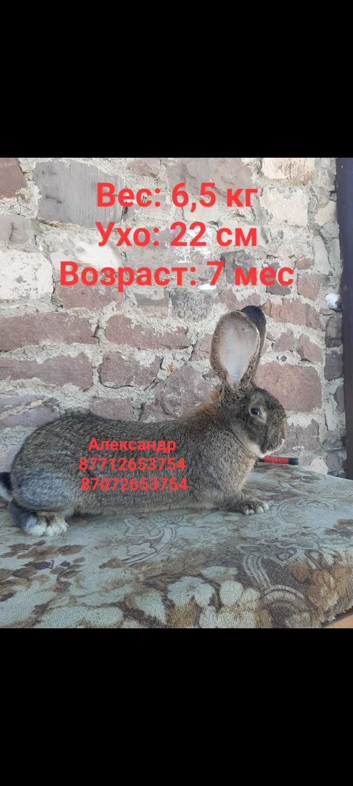 Кролики "Фландер, Французский Баран"