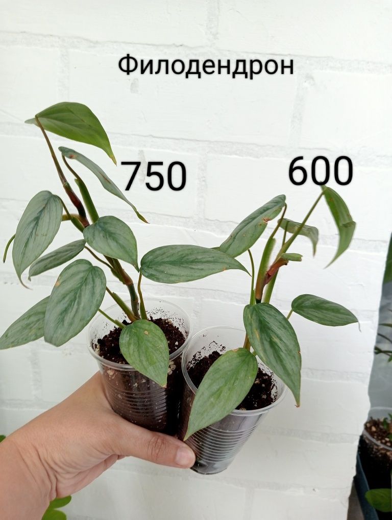 Шеффлера, бегония