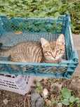 Котята с доставкой по Алматы
