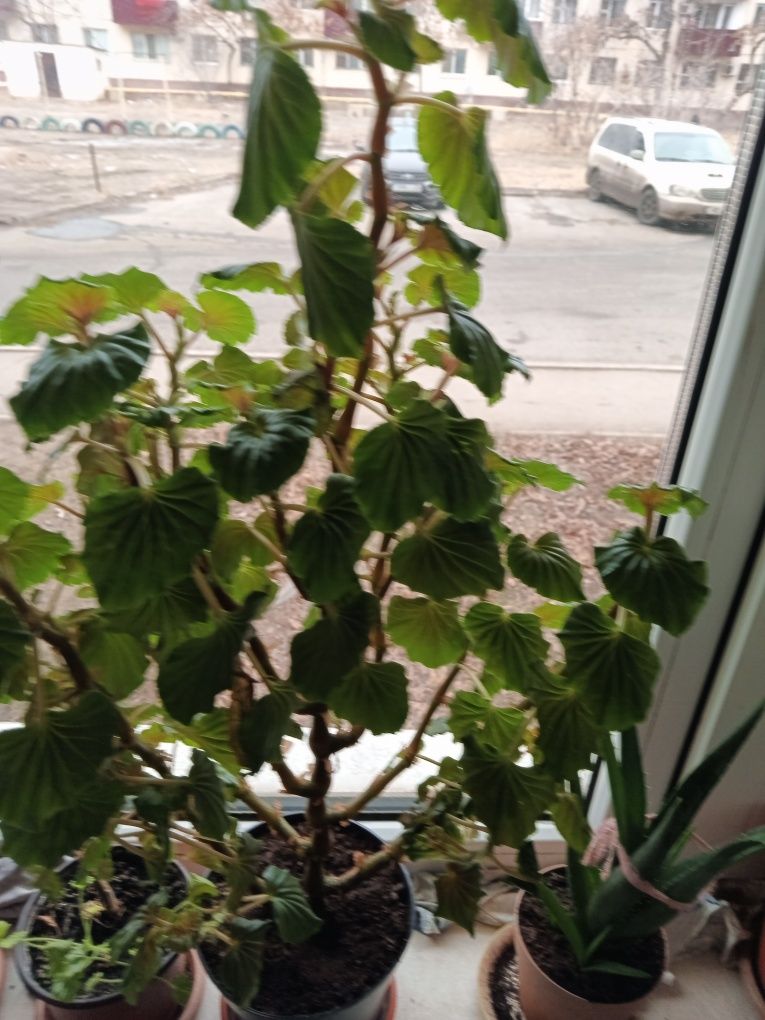 Продам домашние цветы недорого