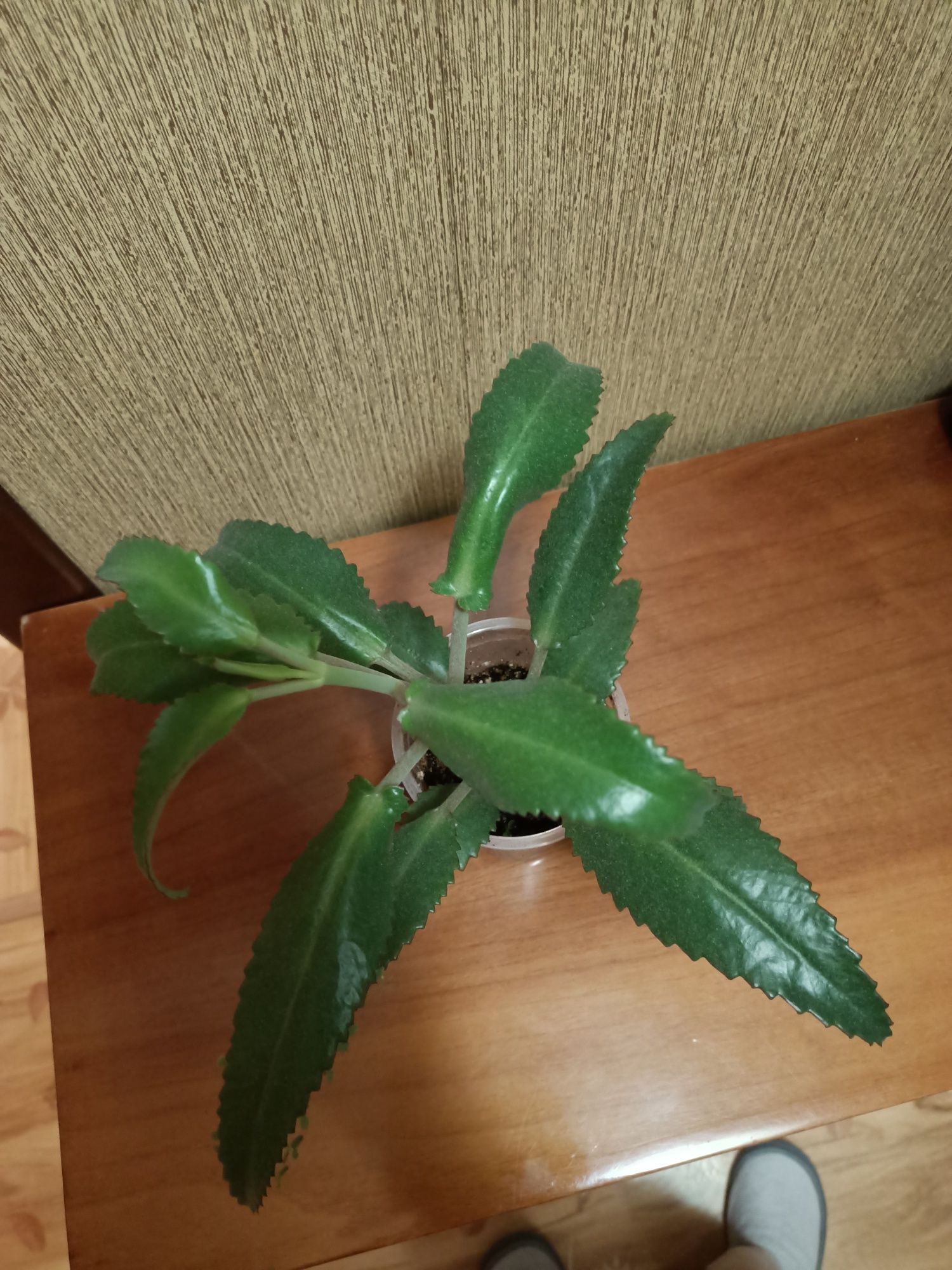 Продам колонхое лечебное