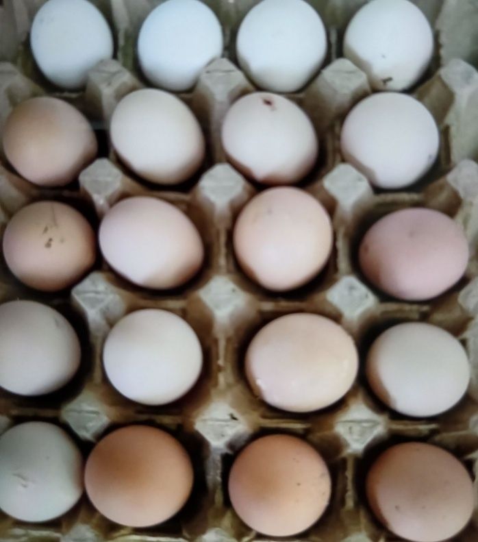 Продам инкубационные яйцо