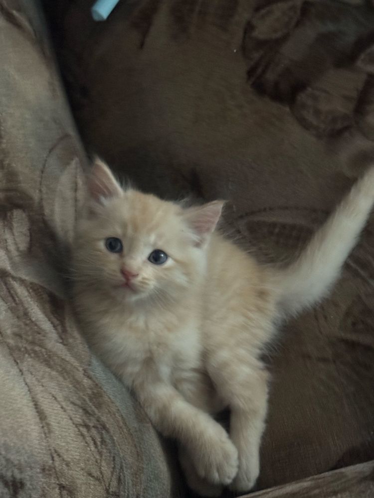 Кошка мальчик очень ласковый