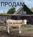 Корова на мясо продам