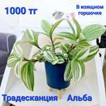 Продам Комнатные цветы