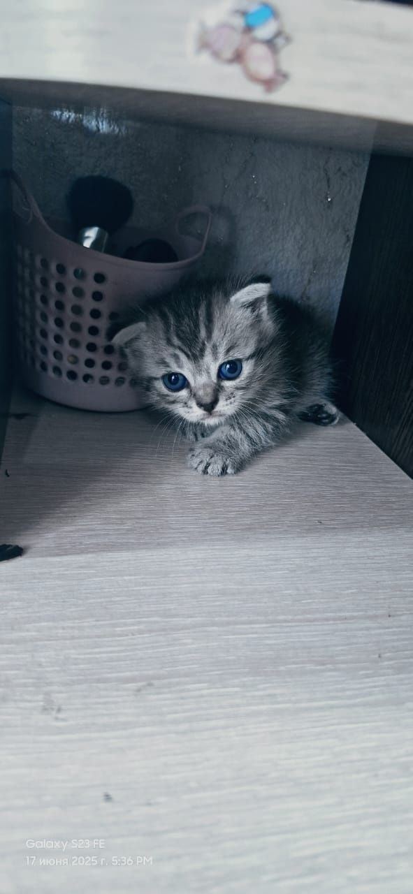 Продам чистокровных шотландских котят