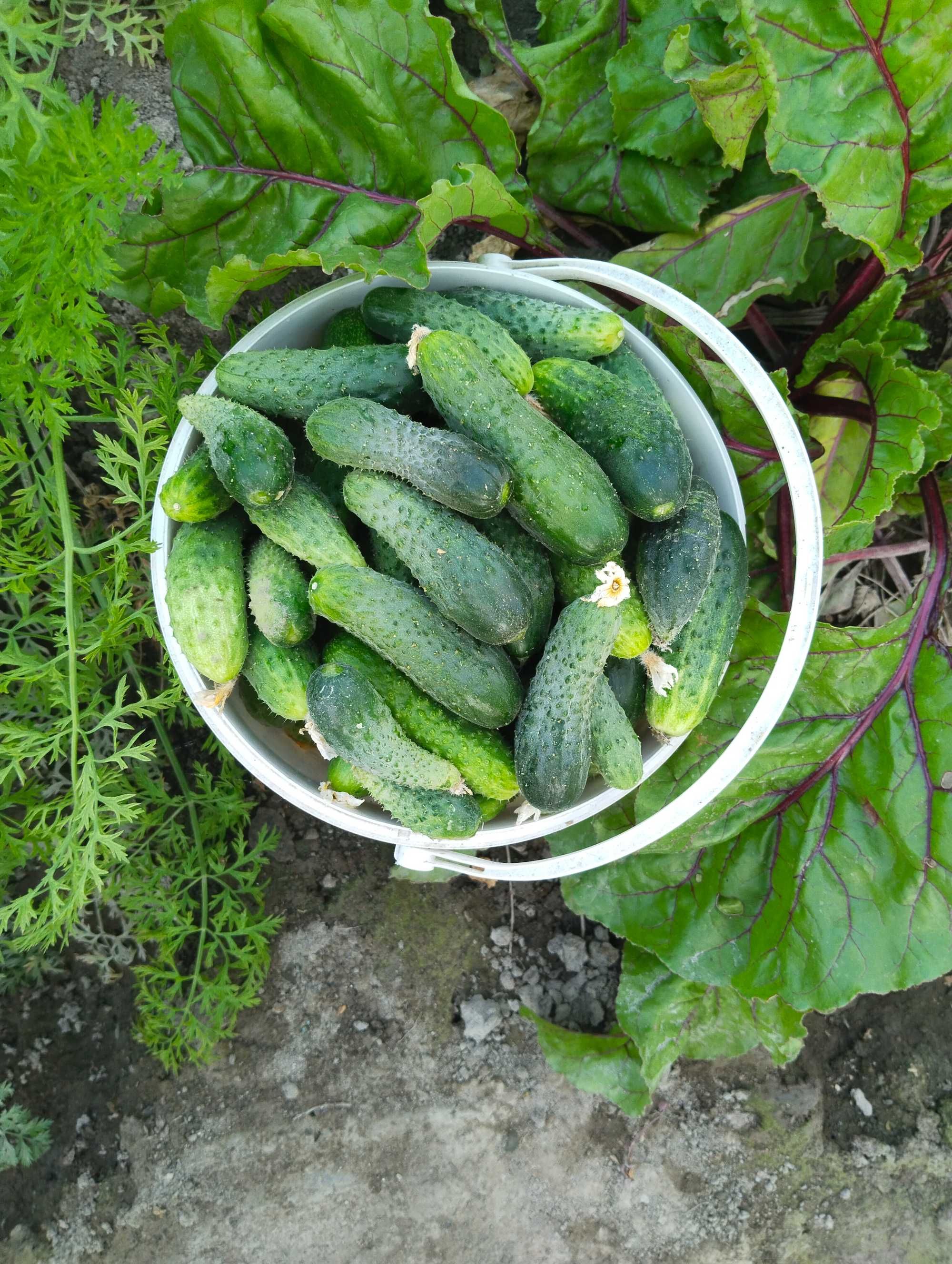 Продам домашние огурцы корнишоны