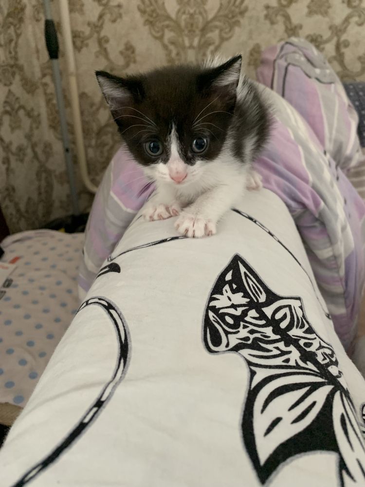 Милая трехцветная кошечка, 2.5 месяца
