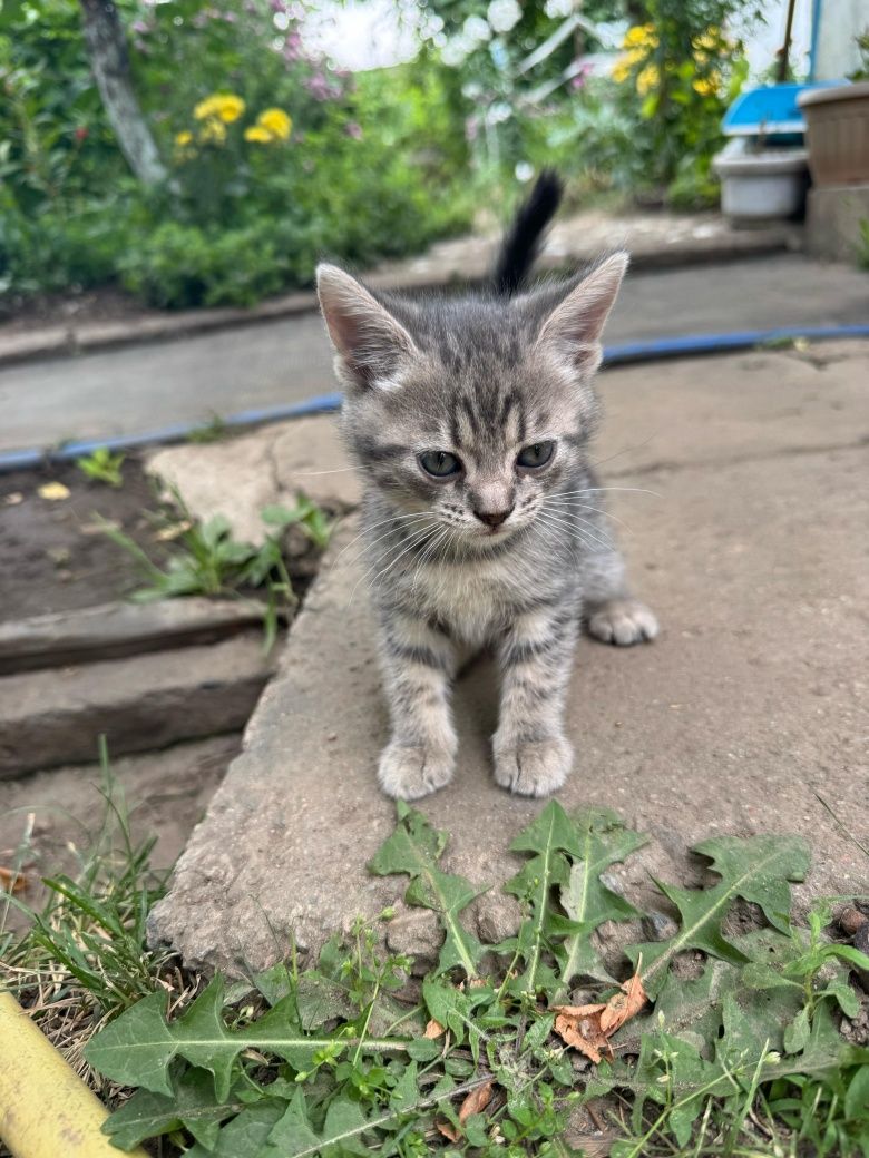 Отдам котят в надёжные  руки.