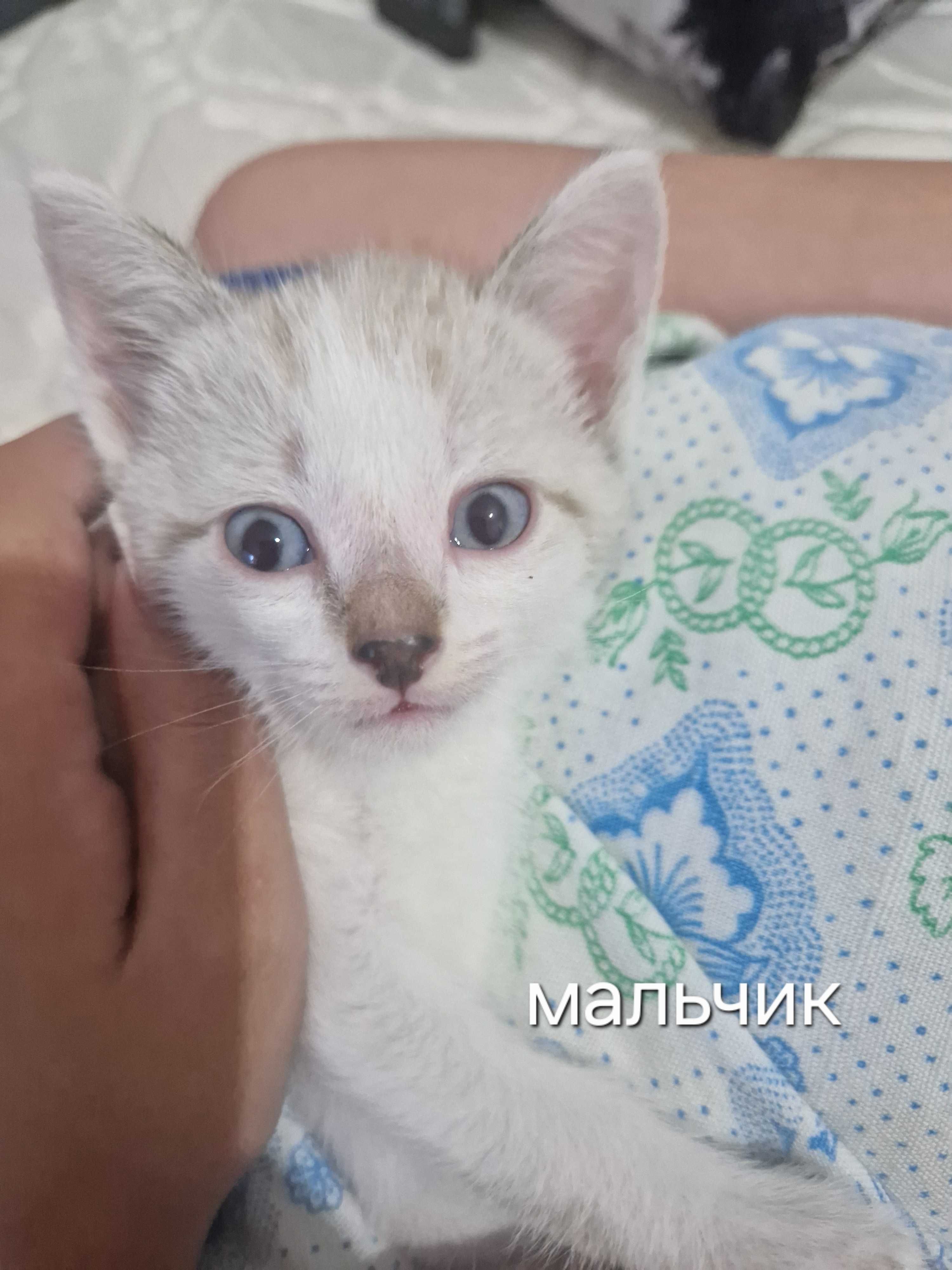Котята  бесплатно