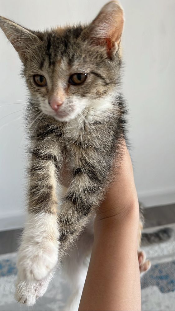 Котенок в добрые руки