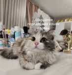 Домашняя передержка кошек и собак