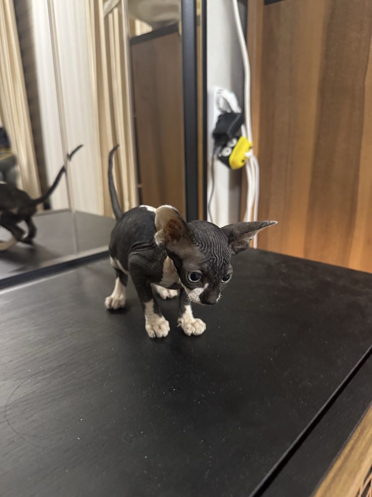 Свинкс котёнок продажа!