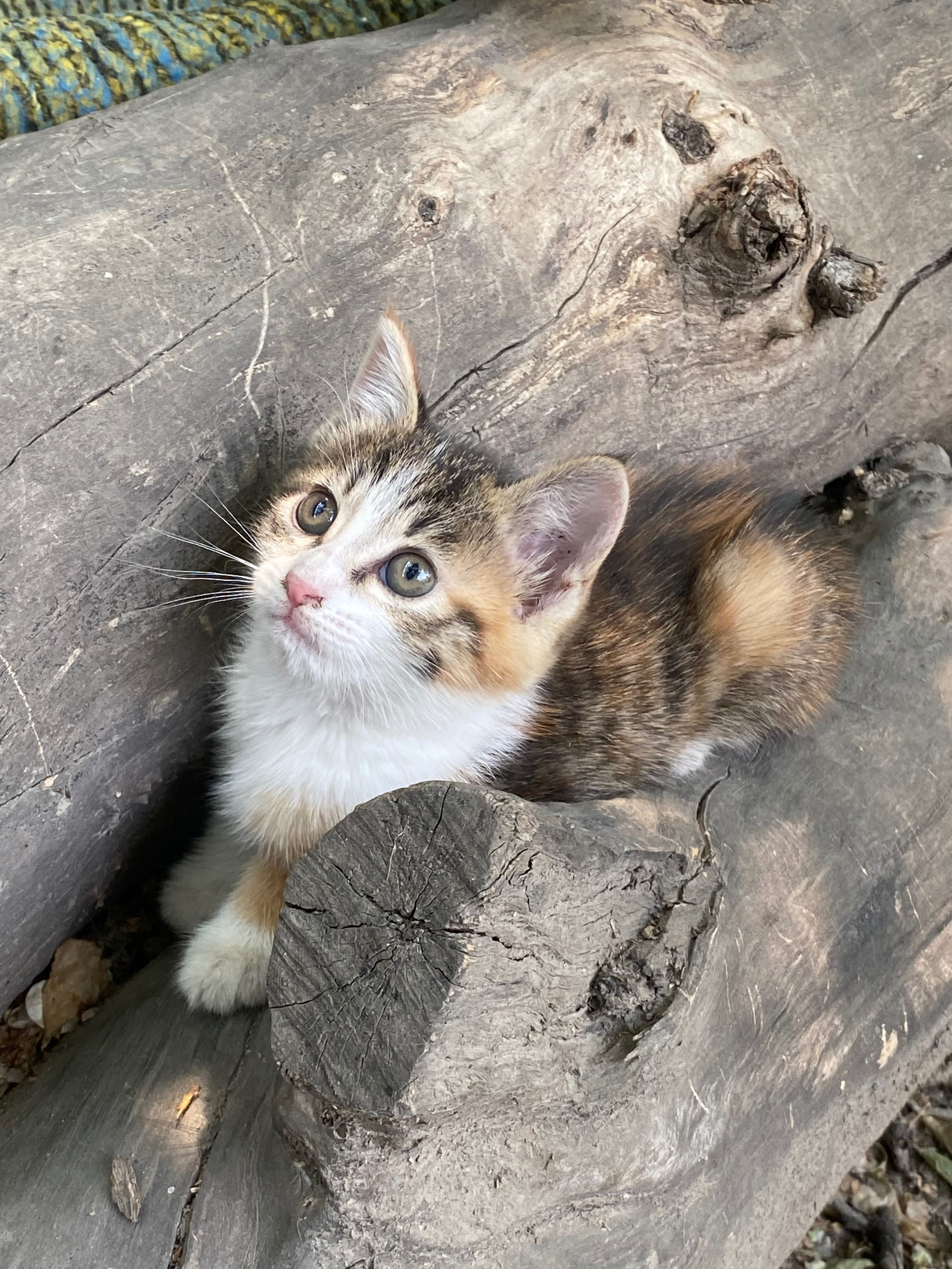 Котят в добрые заботливые руки