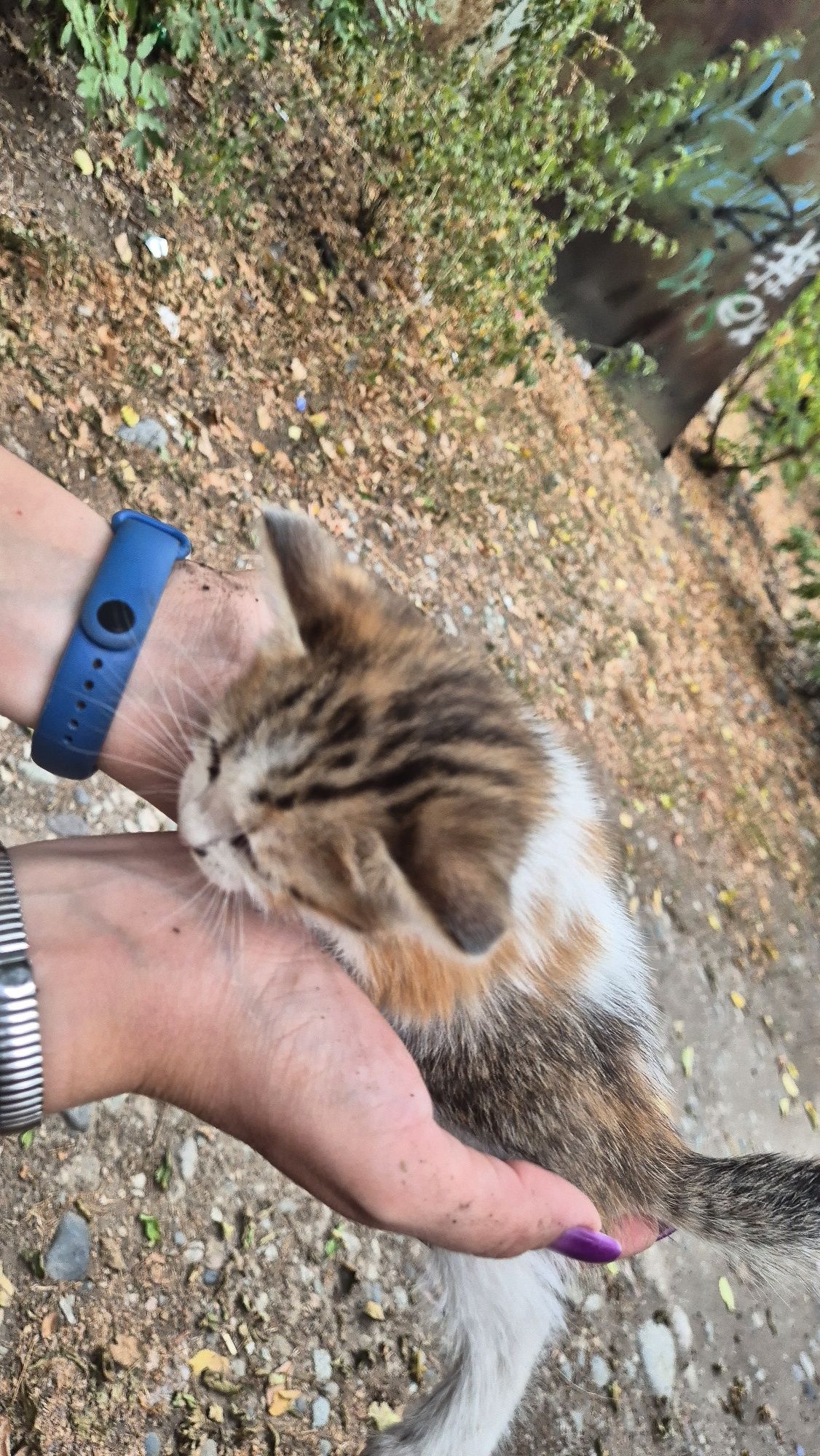 Котята бесплатно