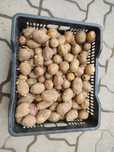 Продам картофель