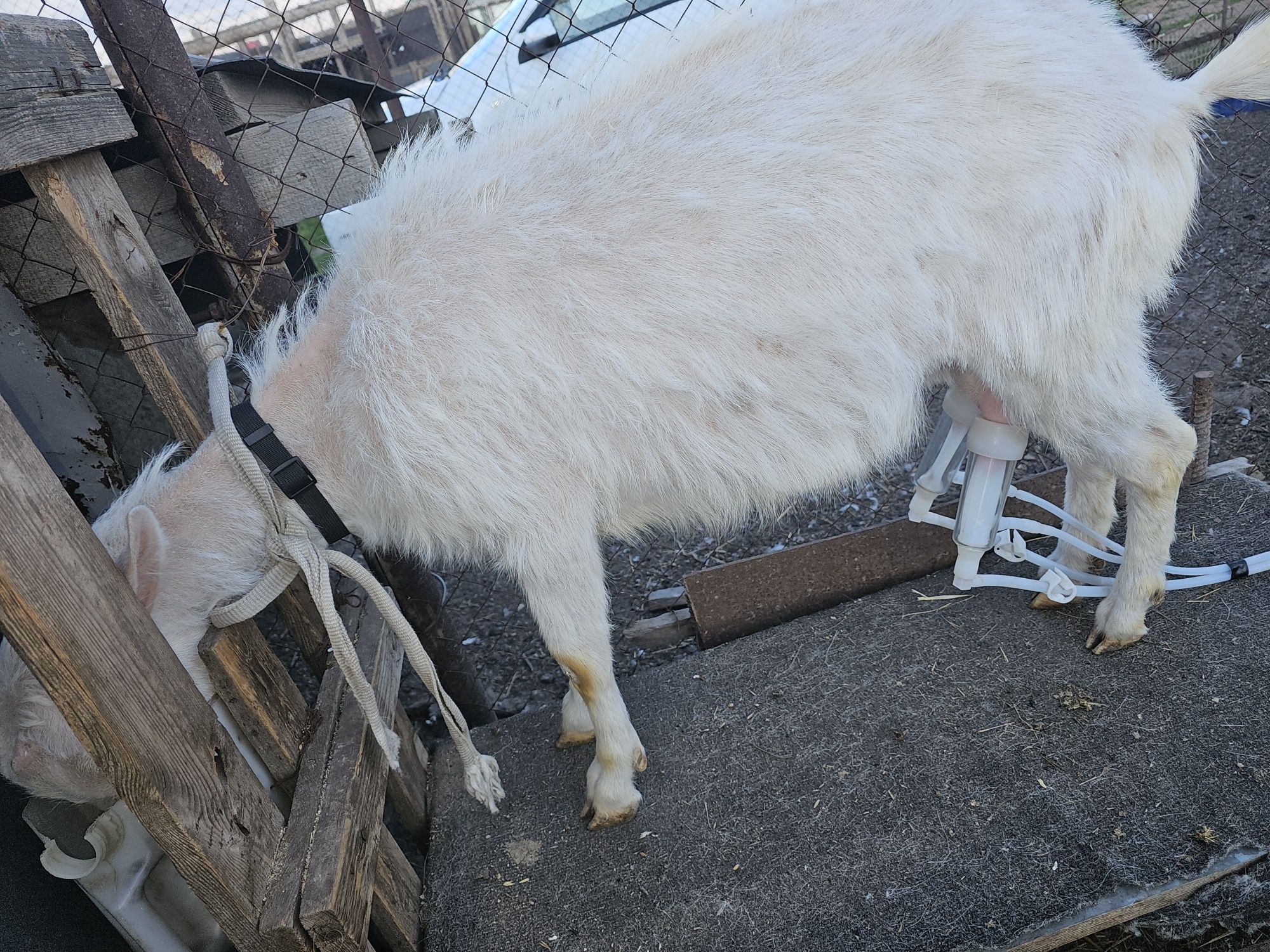 Продам дойных коз