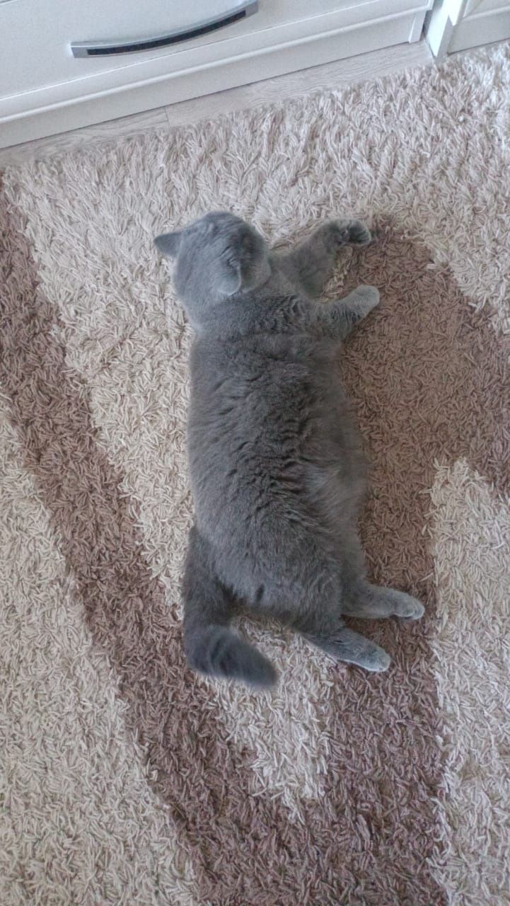 Отдам в хорошие руки британскую кошку