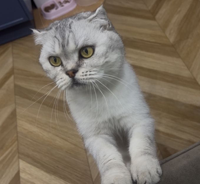 Отдам в добрые руки кошку девочку стер