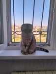 Отдам шотландскую вислоухую кошку