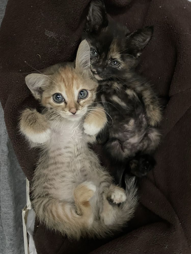 Котята бесплатно