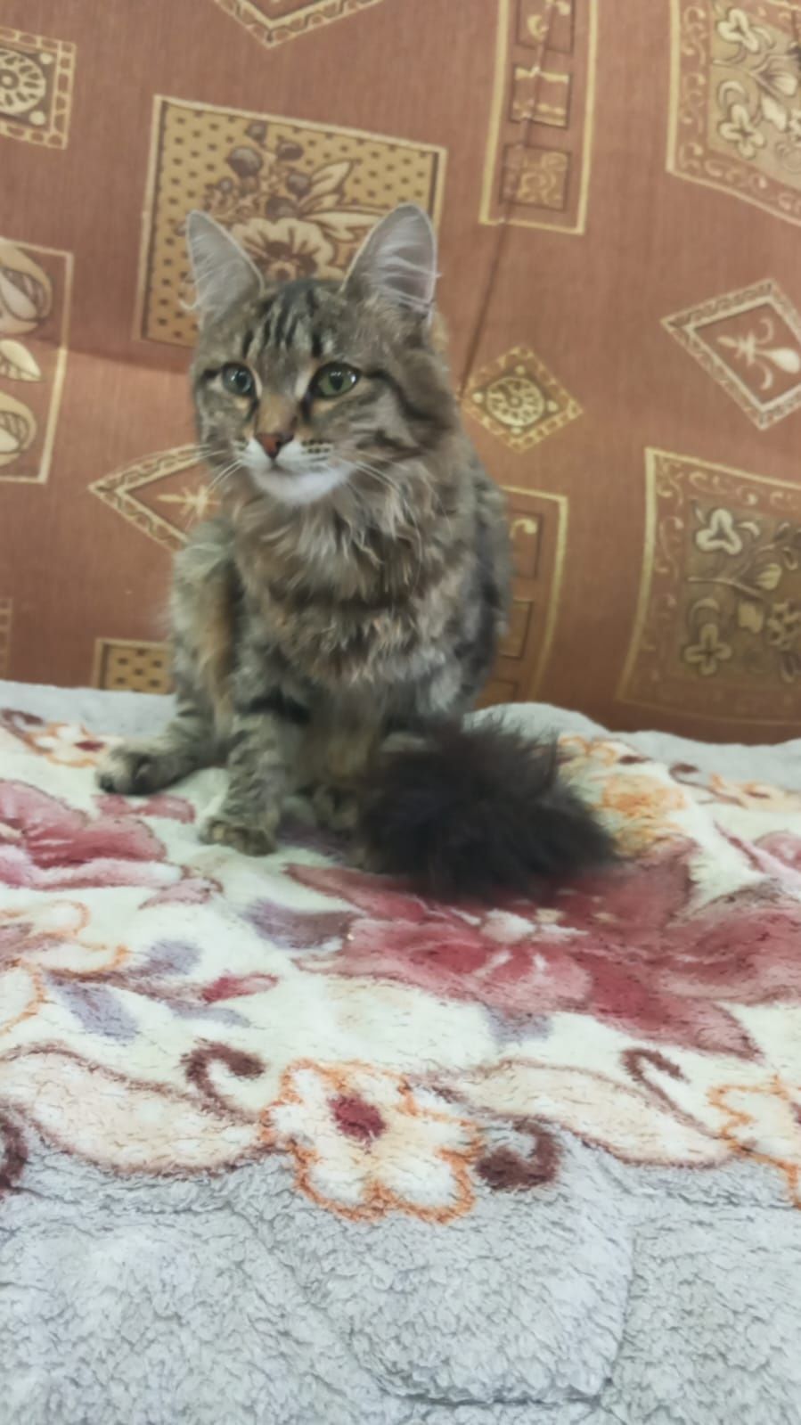 Отдам в добрые руки кошечку