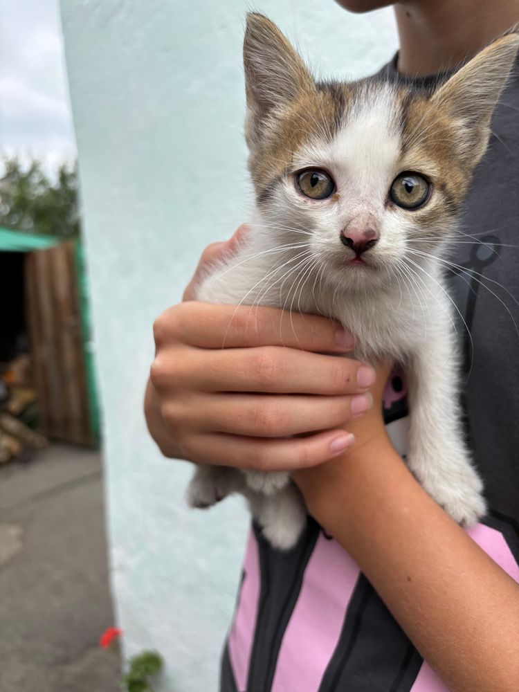 Отдам котят , кушают сами