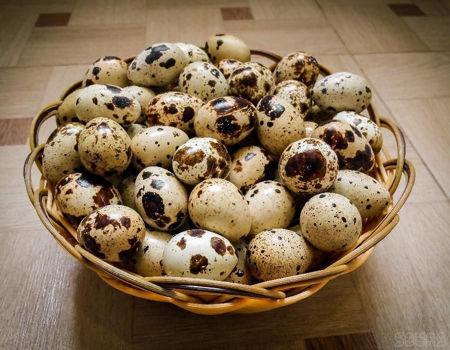 Продам свежие перепелиные яйца