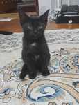 Отдам котёнка от сиамской кошки