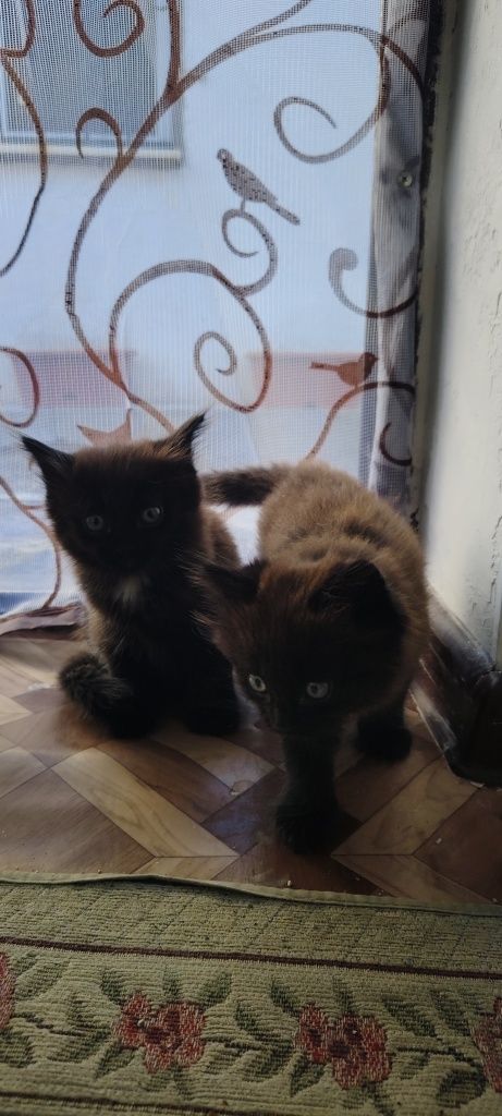 Котята котята...