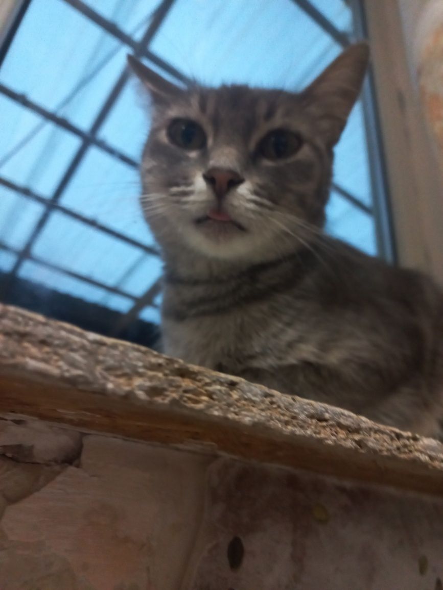 Отдам котят в хорошие руки
