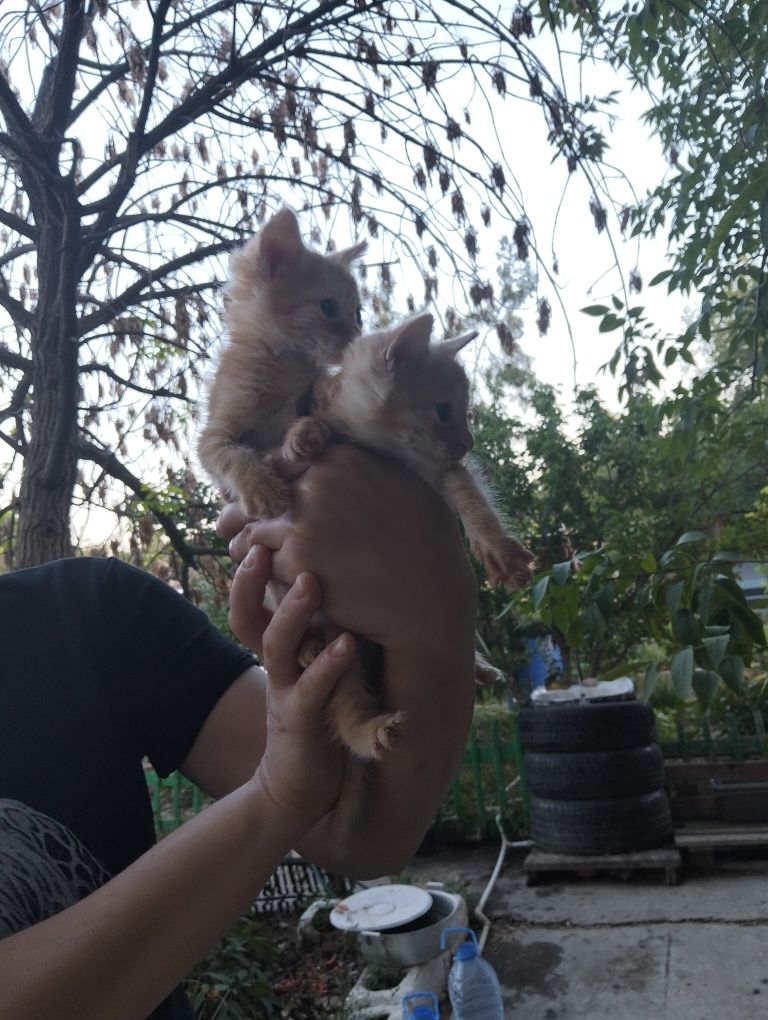 Рыжий мальчик к деньгам