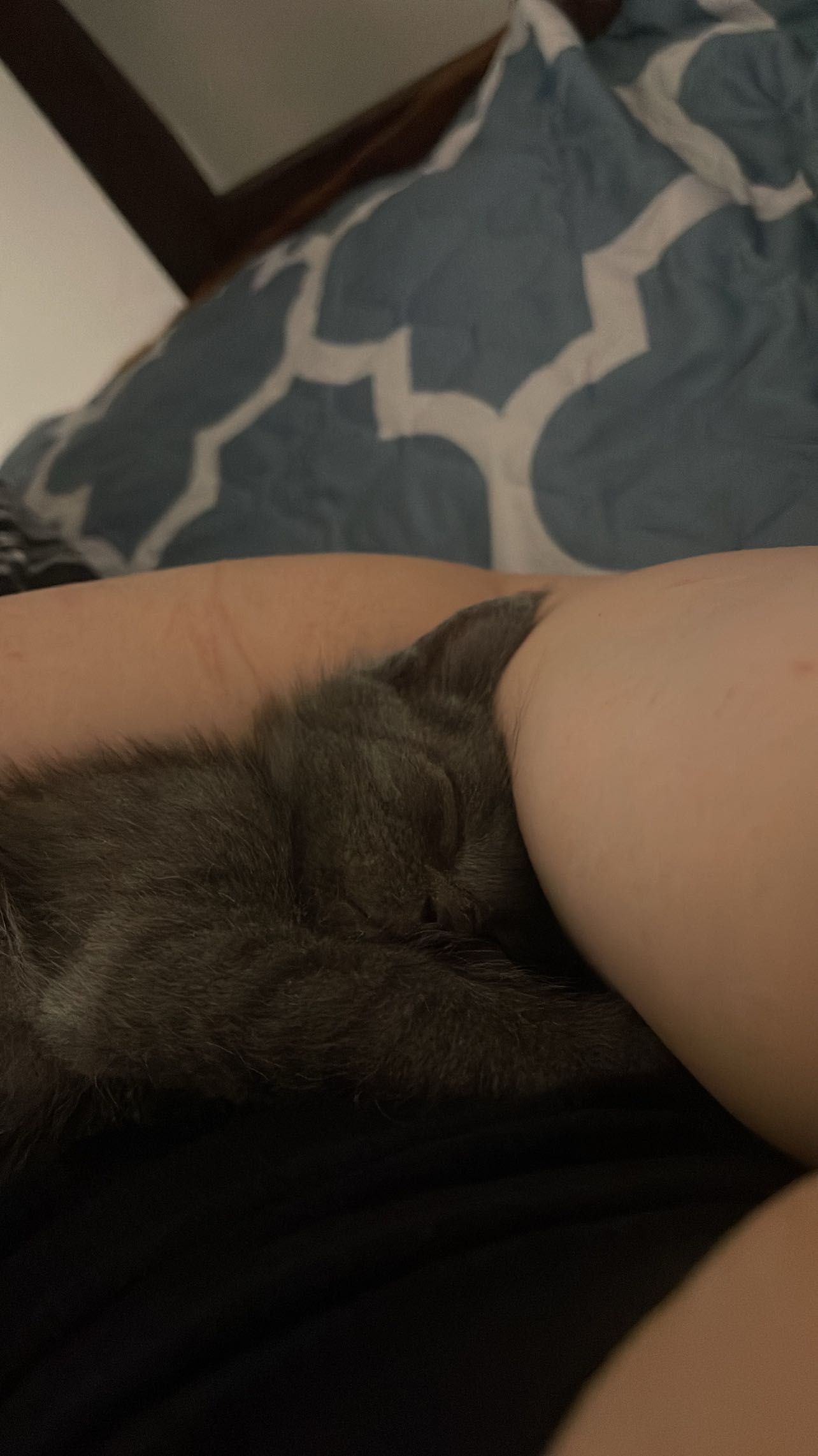 Котенок ищет новый дом