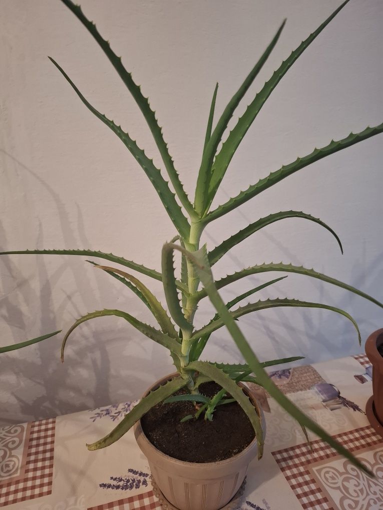 Продам алое в горшке