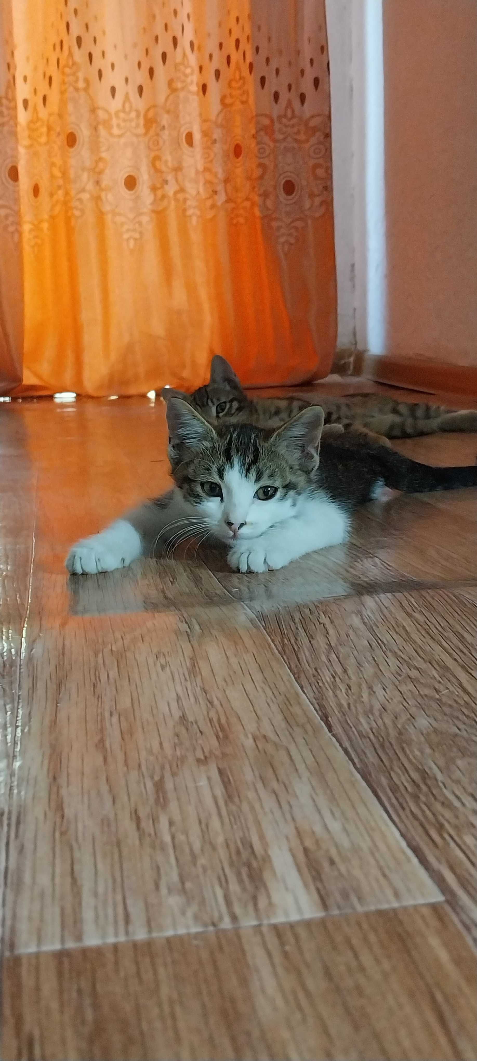 Отдам  в добрые руки котят