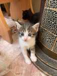 Отдам котят в хорошие руки